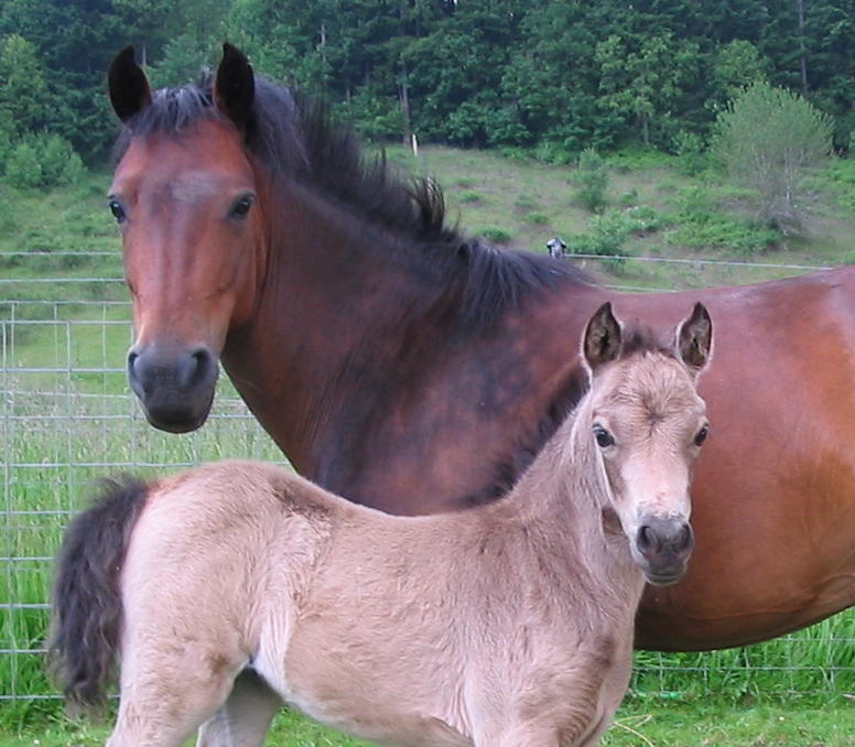 Nutmeg with Cassie
